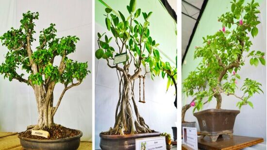 प्रदर्शनात मांडण्यात आलेले विविध प्रकारचे बोन्साय झाड नागरिकांच्या आकर्षणाचे केंद्र ठरले. यात कृष्णवड तसेच मुंबई बटुवृक्ष या दुर्मीळ प्रजातीची झाडे नागरिकांना पहायला मिळाली. प्रदर्शनात मांडण्यात आलेले विविध प्रकारचे बोन्साय झाड नागरिकांच्या आकर्षणाचे केंद्र ठरले. यात कृष्णवड तसेच मुंबई बटुवृक्ष या दुर्मीळ प्रजातीची झाडे नागरिकांना पहायला मिळाली.