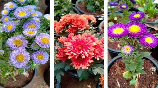 MMRDA चे महानगर आयुक्त एस. व्ही. आर. श्रीनिवास यांच्या हस्ते २४ फेब्रुवारी रोजी प्रदर्शनाचे उदघाटन करण्यात आले. प्रदर्शनाचे यंदाचे पहिलेच वर्ष आहे. मुंबईकरांसाठी प्रदर्शन विनामूल्य होते. MMRDA चे महानगर आयुक्त एस. व्ही. आर. श्रीनिवास यांच्या हस्ते २४ फेब्रुवारी रोजी प्रदर्शनाचे उदघाटन करण्यात आले. प्रदर्शनाचे यंदाचे पहिलेच वर्ष आहे. मुंबईकरांसाठी प्रदर्शन विनामूल्य होते.