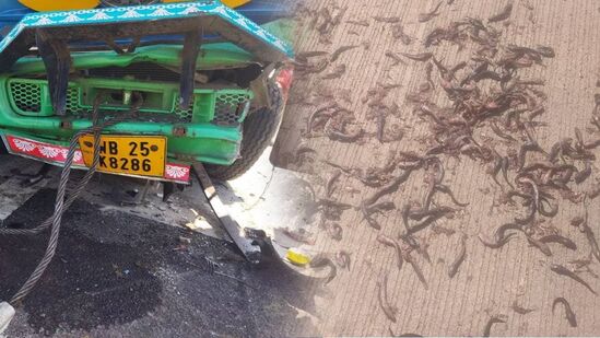मासे वाहून नेणाऱ्या वाहनाला अपघात झाल्याची घटना समजताच स्थानिकांनी महामार्गावर धाव घेतली. त्यानंतर रस्त्यावरील मासे गोळा करण्यासाठी युवक आणि ग्रामस्थांची चांगलीच झुंबड उडाली. <p>मासे वाहून नेणाऱ्या वाहनाला अपघात झाल्याची घटना समजताच स्थानिकांनी महामार्गावर धाव घेतली. त्यानंतर रस्त्यावरील मासे गोळा करण्यासाठी युवक आणि ग्रामस्थांची चांगलीच झुंबड उडाली.</p>