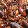 Cockroach farming  HT