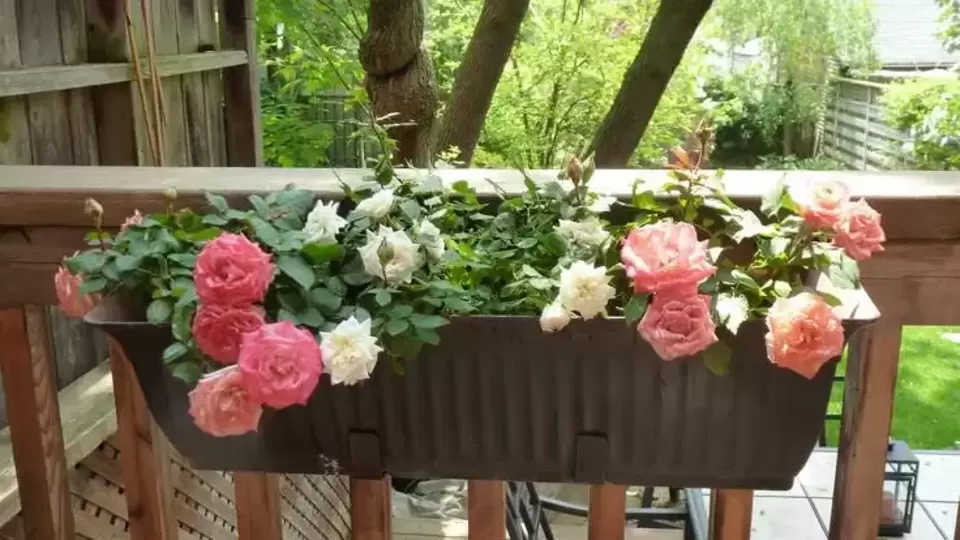 Rose Plant Care उन्हाळ्यात गुलाब सुकतात का? उपयोगी पडतील या टिप्सtips to take care of your