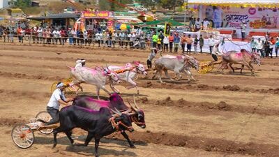 File Photo of bullock cart race in Maharashtra
