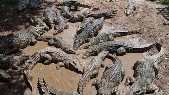 crocodile enclosure