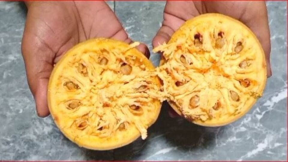 Wood Apple Benefits उन्हाळ्यात आरोग्यासाठी बेस्ट आहे बेलाचे फळं, जाणून घ्या त्याचे फायदेknow