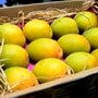 <p>how to identify kokan hapus mango : हापूस आंबा आकाराने विशिषष्ठ असतो. त्याला कोणतीही चोच किंवा टोक नसते. थोडासा गोलसर लांबट आकाराचा हापूस आंबा असतो.</p>