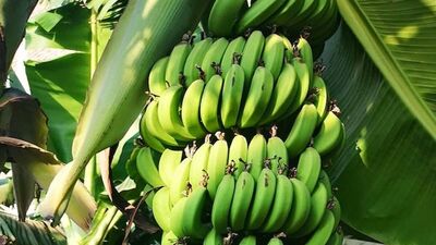 केळीची पाने, फुले, देठ, शेंगा, फळे आणि तंतू हे सर्व उपयुक्त आहेत.&nbsp;