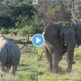 Elephants and Rhinos Fighting VIRAL VIDEO