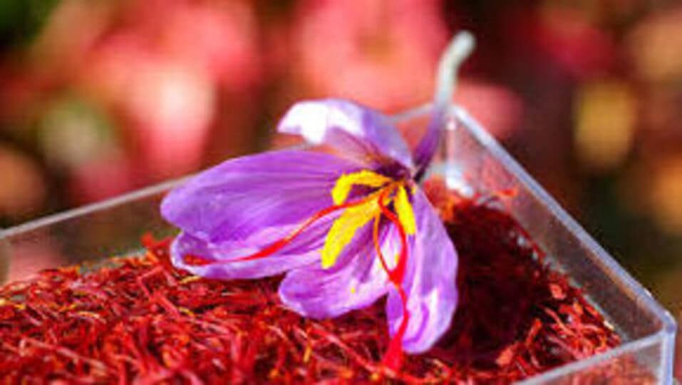 Saffron Tips गुरुवारी केशराचे 'हे' उपाय तुम्हाला हमखास यश प्राप्त