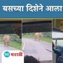 elephant viral video 