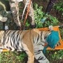 Car and Tiger Accident Gondia Car and Tiger Accident Gondia