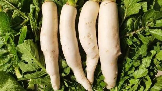 मुळा फायबरने समृद्ध असतात. हे योग्य आतड्यांसंबंधी हालचाल राखण्यास मदत करते. बद्धकोष्ठता, ऍसिड रिफ्लक्स आणि इतर पचन विकार मुळ्याचा रस प्यायल्याने बरे होतात. त्यामुळे आतड्यांवरील व्रण आणि आतड्याची जळजळ या समस्याही कमी होतात.&nbsp;