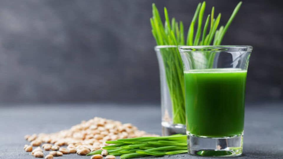 Wheatgrass Juice कोलेस्ट्रॉलपासून वजन कमी करण्यापर्यंत मदत करेल या