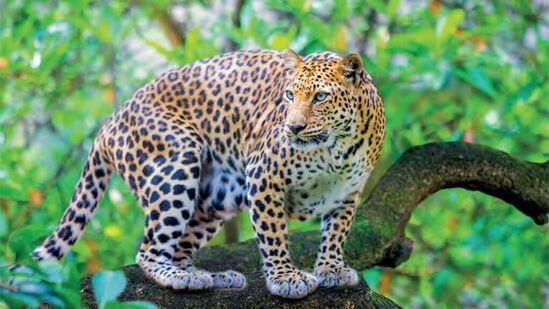 Leopard hunt in Pune 