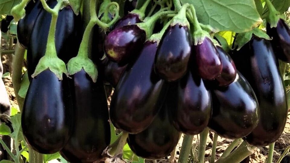 Benefits of Eggplant अनेक आजारांना प्रतिबंध करण्यासाठी उपयोगी पडतात