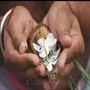 Pitru Paksha Pitru Paksha
