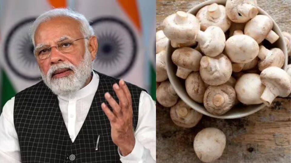 Mushroom Benefits पंतप्रधान मोदींच्या डायटमध्ये समाविष्ट आहे मशरूम