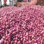 Onion Price