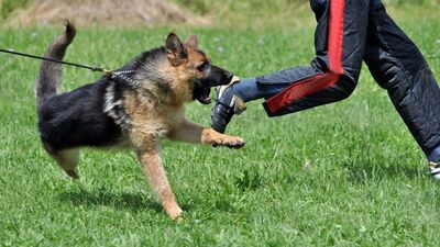 Dog bite 2025 treatment in marathi