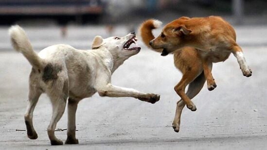Street Dogs Viral Video In Mumbai