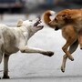 Street Dogs Viral Video In Mumbai