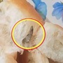 Dead lizard found in bread Dead lizard found in bread