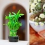 Lucky Plants For Home