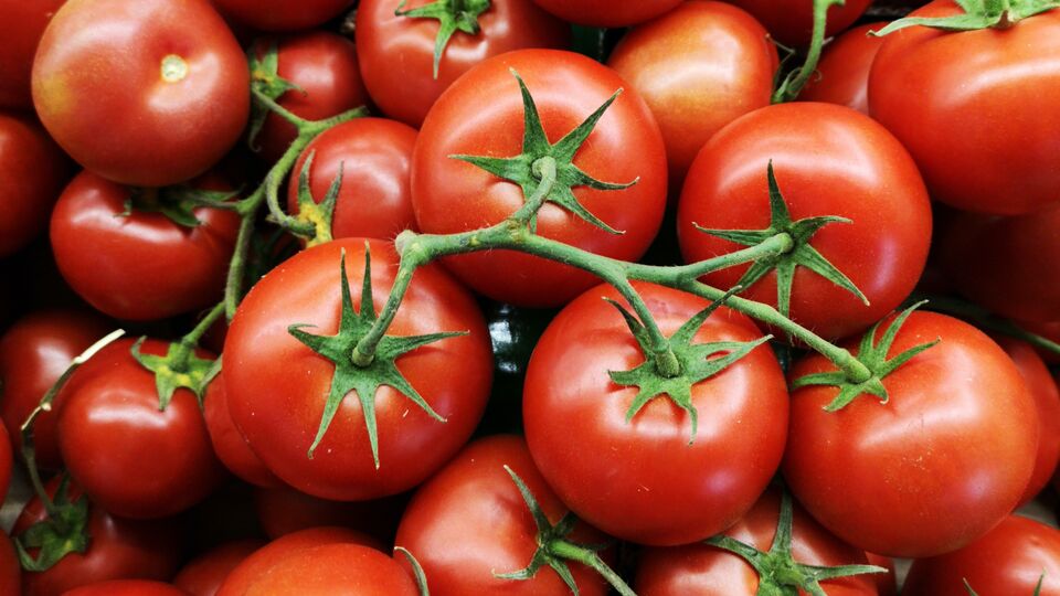 Benefits of Tomatoes टोमॅटो खाण्याचे हे पाच आश्चर्यकारक फायदे जाणून