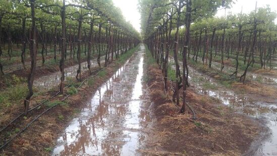 राज्यात अनेक भागात अवकाळी पाऊस; शेतकऱ्यांचे कंबरडे मोडले राज्यात अनेक भागात अवकाळी पाऊस; शेतकऱ्यांचे कंबरडे मोडले