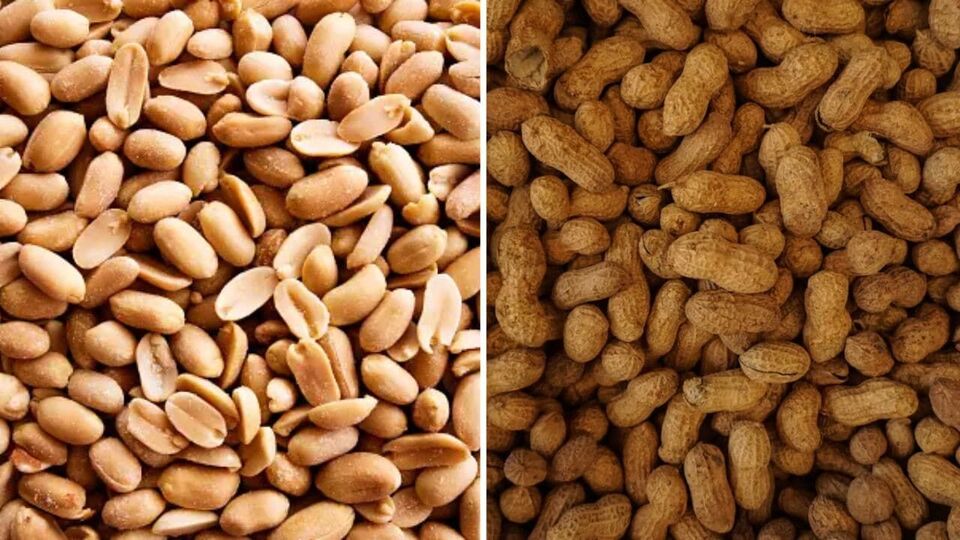 Winter Health Tips हिवाळ्यात शेंगदाणे खाण्याचे आहेत अनेक फायदे, कोणते