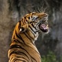 Chandrapur Tiger Dead