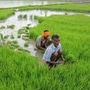 National Farmers Day