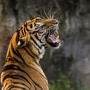 Chandrapur Tiger Death