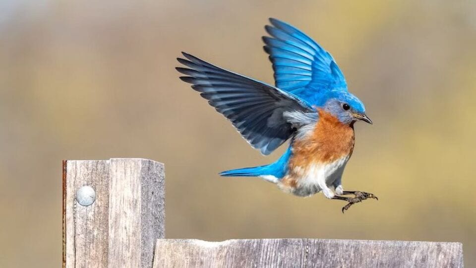 National Bird Day 2024 का साजरा केला जातो राष्ट्रीय पक्षी दिवस? वाचा