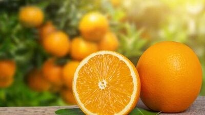 रोज संत्री खाल्ल्याने हिवाळ्याच्या आजारांपासून सहज सुटका मिळते. संत्र्यामध्ये भरपूर प्रमाणात अँटिऑक्सिडेंट असतात जे ऑक्सिडेटिव्ह तणाव सोडण्यास मदत करतात.
