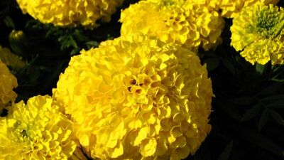 भगवान विष्णूला पिवळी मिठाई व पिवळी फुले प्रिय आहे. या दिवशी पिवळ्या फुलांचा हार देवाला अर्पण करावा. श्री हरींच्या कपाळावर चंदनाचा टिळा लावावा, तसेच स्वत:च्या कपाळाला पण टिळा लावावा, असे केल्याने विशेष फल प्राप्त होते. यामुळे तणाव कमी होतो.