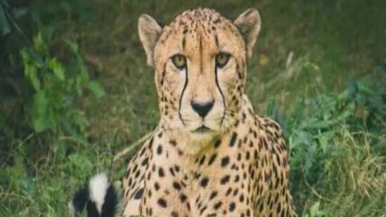 cheetah named jwala has given birth to three cubs