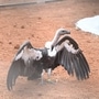 Vulture Conservation Centre in Tadoba 
