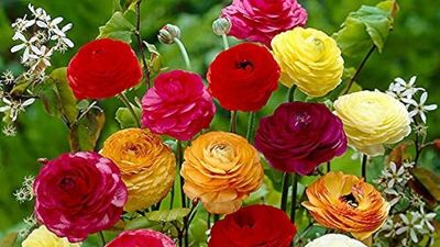 रॅननक्युलस किंवा बटरकप: बटरकपची फुले लग्नाची भेट म्हणून अतिशय आकर्षक आणि लक्षवेधी असतात. मिथुन राशीचा वर किंवा वधू असेल तर त्यांना फक्त पांढरी बटरकप फुले द्यावीत. हे फूल शांततेचे प्रतीक मानले जाते. यामुळे माणसाच्या मानसिक समस्या दूर होतात. तसेच ते शुभ फलदायक ठरते.