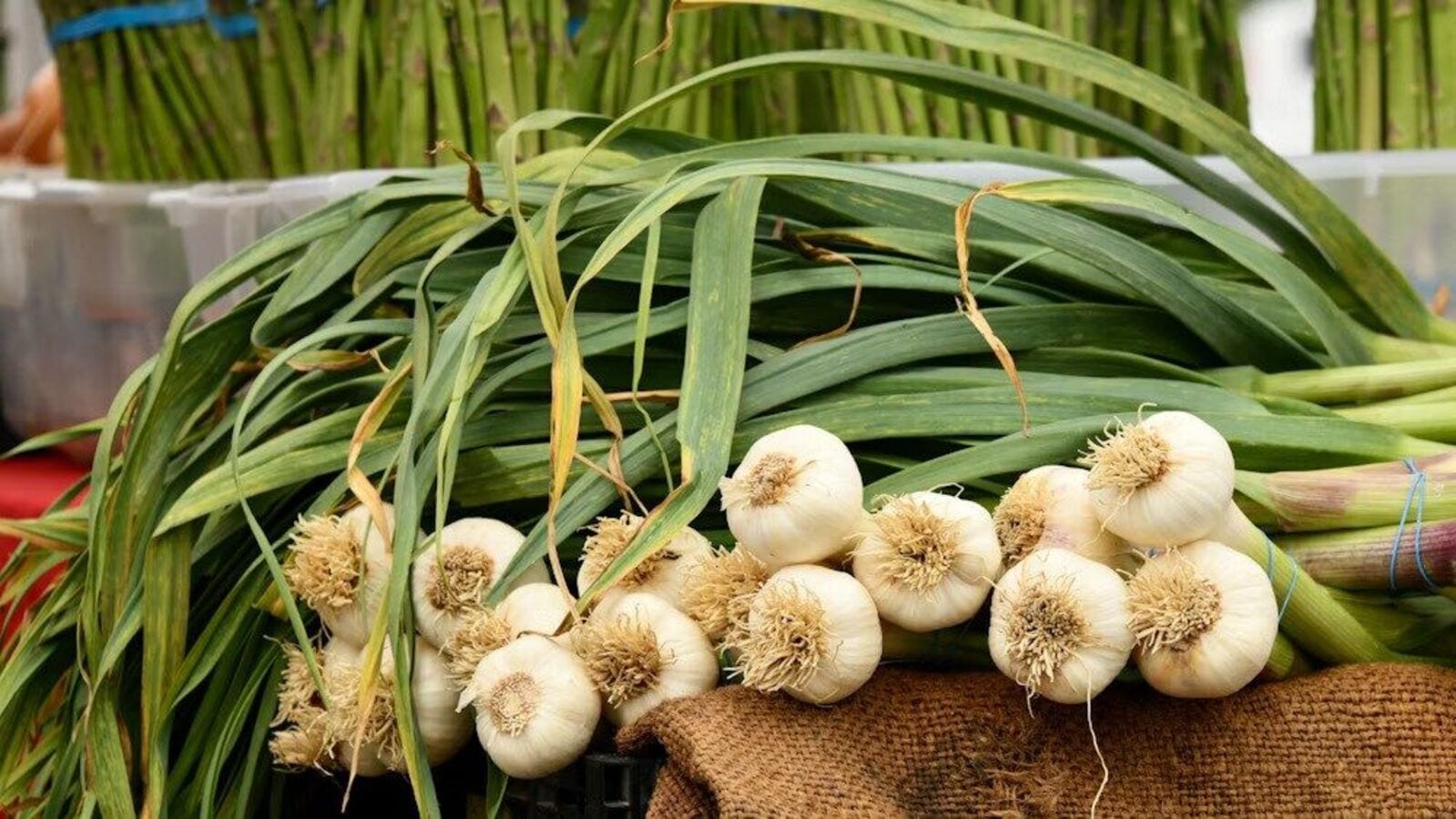 Garlic Leaves Benefits: लसणाच्या पानांमध्ये लपलाय आरोग्याचा खजिना, जाणून  घ्या कसे खावे-amazing health benefits of green garlic leaves know the way  of eating ,लाइफस्टाइल बातम्या