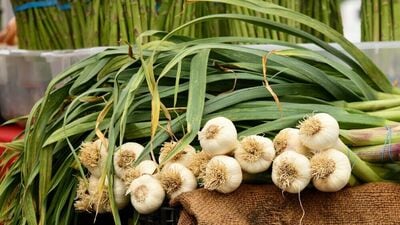 Garlic Leaves Benefits: लसणाच्या पानांमध्ये