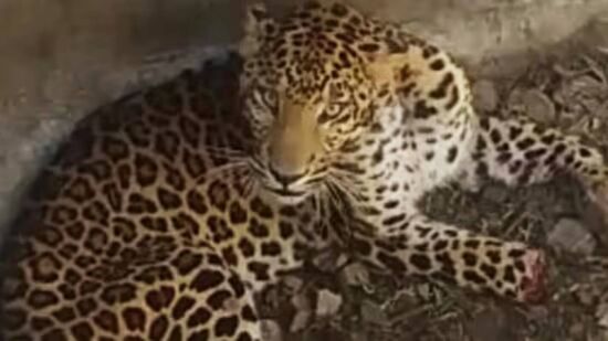 Leopard in Rajapur police station
