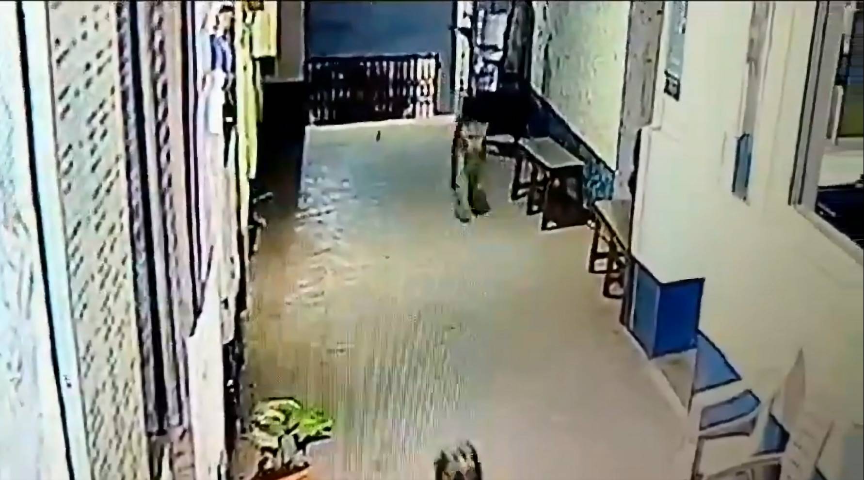 Leopard in Police Station