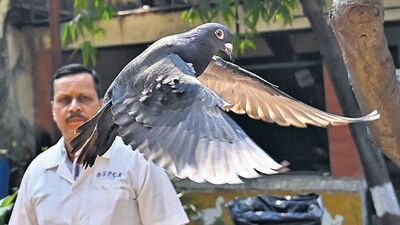 China spy pigeon freed form mumbai 