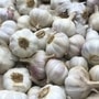 Garlic Prices