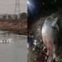 shark attack on fisherman at vaitarna creek