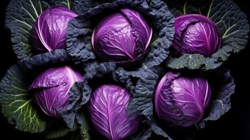 Purple Cabbage Benefits जांभळी कोबी का खावी? फायदे ऐकून आश्चर्य वाटेल