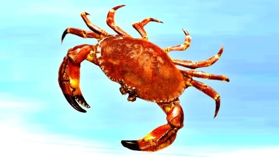 कर्क : तुमच्या राशीच्या आठव्या भावात शनिदेव आहे. सर्व काही तुमच्या बाजूने असेल. कामातील अडचणी कमी होतील. नवीन नोकऱ्या मिळू शकतात. नवीन प्रकल्प मार्गी लागतील. आर्थिक लाभाची चांगली शक्यता आहे. कर्क : तुमच्या राशीच्या आठव्या भावात शनिदेव आहे. सर्व काही तुमच्या बाजूने असेल. कामातील अडचणी कमी होतील. नवीन नोकऱ्या मिळू शकतात. नवीन प्रकल्प मार्गी लागतील. आर्थिक लाभाची चांगली शक्यता आहे.