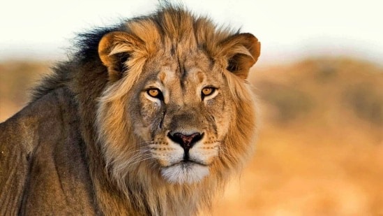 सिंह : शनीच्या अस्तामुळे तुम्हाला चांगले परिणाम मिळतील. विविध बाबींमध्ये तुम्ही यशस्वी व्हाल. व्यवसायाशी संबंधित बाबींमध्ये चांगली प्रगती होईल. बेरोजगारांना चांगल्या नोकऱ्या मिळतील. लाभच लाभाचा काळ राहील. (डिस्क्लेमर : या लेखात दिलेली माहिती पूर्णपणे सत्य आणि अचूक असेलच असं नाही. हिंदुस्तान टाइम्स मराठी तसा दावा करत नाही. अनुकरण करण्याआधी संबंधित क्षेत्रातील तज्ज्ञांचा सल्ला घ्यावा.) सिंह : शनीच्या अस्तामुळे तुम्हाला चांगले परिणाम मिळतील. विविध बाबींमध्ये तुम्ही यशस्वी व्हाल. व्यवसायाशी संबंधित बाबींमध्ये चांगली प्रगती होईल. बेरोजगारांना चांगल्या नोकऱ्या मिळतील. लाभच लाभाचा काळ राहील. (डिस्क्लेमर : या लेखात दिलेली माहिती पूर्णपणे सत्य आणि अचूक असेलच असं नाही. हिंदुस्तान टाइम्स मराठी तसा दावा करत नाही. अनुकरण करण्याआधी संबंधित क्षेत्रातील तज्ज्ञांचा सल्ला घ्यावा.)