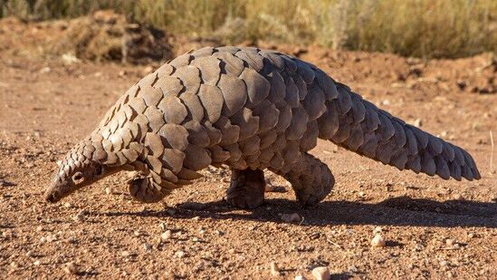 Pune pangolin smuggling