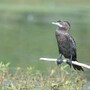मुंबईत पक्षी गणनेदरम्यान आढळलेला छोटा पाणकावळा (Little cormorant) पक्षी 